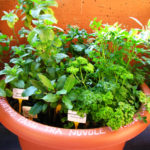 Osservazione delle erbe aromatiche