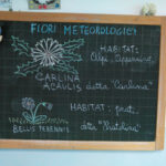 Studio dei fiori