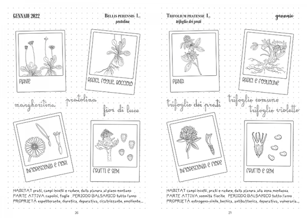 AGENDA PIANTE OFFICINALI